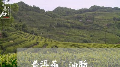 普洱茶 油脂/2023042841142